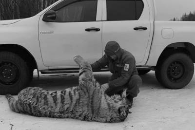 Самку амурского тигра сбили насмерть в Хабаровском крае