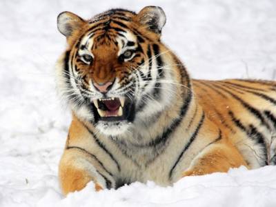 В Хабаровском крае в ДТП погибла молодая тигрица