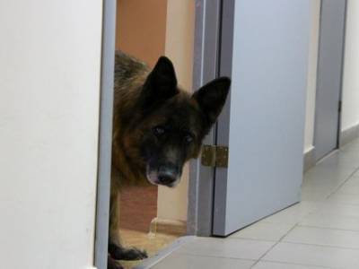 Депутат Горсовета рассказал о тупиковой ситуации с собаководами в Уфе