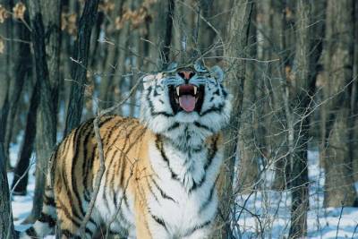 Амурская тигрица погибла в ДТП в Хабаровском крае