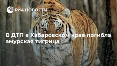 В ДТП в Хабаровском крае погибла амурская тигрица