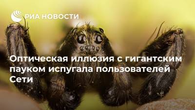 Оптическая иллюзия с гигантским пауком испугала пользователей Сети