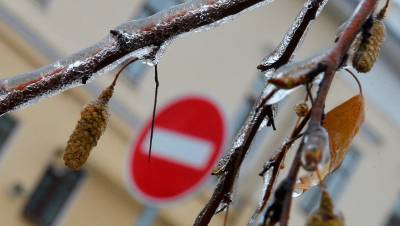 Ледяной дождь во Владивостоке повредил 80% деревьев