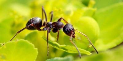 Вывести навсегда муравьёв с участка и из дома - САМЫЕ ПОЛЕЗНЫЕ СОВЕТЫ -