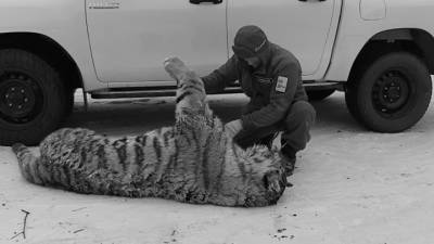 В Хабаровском крае водитель насмерть сбил амурскую тигрицу