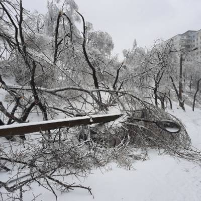 Ледяной дождь во Владивостоке повредил около 80% деревьев