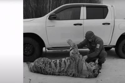 Водитель сбил насмерть кранокнижную амурскую тигрицу