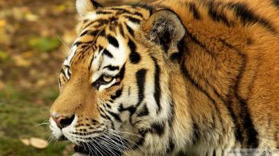 Амурская тигрица стала жертвой ДТП в Хабаровске