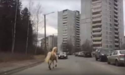 Наездница на лошади попала под машину в Петрозаводске