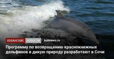 Программу по возвращению краснокнижных дельфинов в дикую природу разработают в Сочи