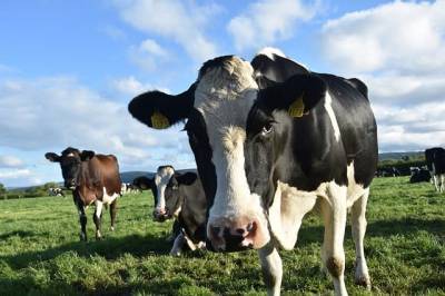 Великобритания планирует запретить экспортировать скот - Cursorinfo: главные новости Израиля