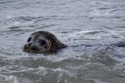 В Дагестане выясняют причину массовой гибели каспийских тюленей