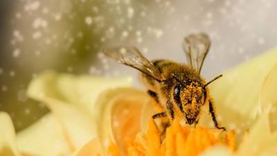 Жительница Приморья повстречала в лесу "неправильных пчел"