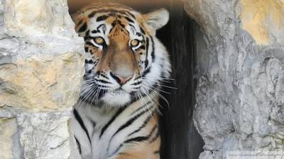 Амурский тигр погиб под колесами машины в Хабаровском крае