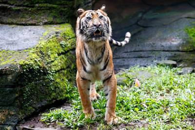 Тигр изувечил ухаживающую за ним пожилую волонтерку - lenta.ru - США - шт.Флорида