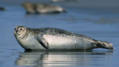 Массовая гибель тюленей в Дагестане заинтересовала прокуратуру