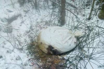 Житель Тверской области нашел в мешке отрезанную голову кабана