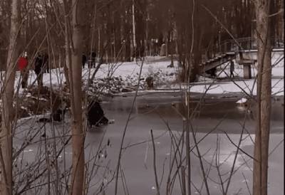 В смоленском райцентре ради спасения утки дети вышли на тонкий лед