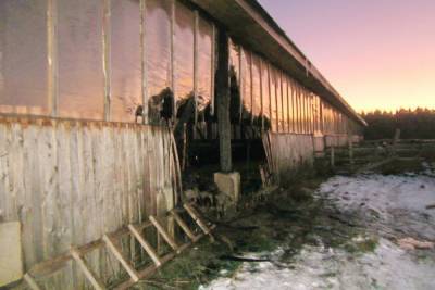 Около ста телок спасли работники фермы из горящего строения в Смоленской области