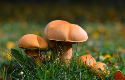 Двое мужчин отравились грибами и умерли в Добрушском районе