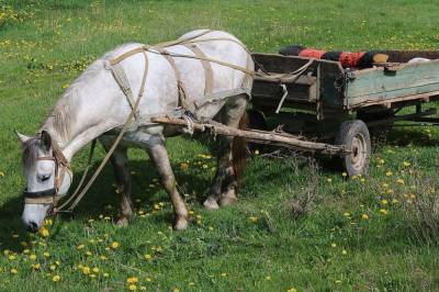 В Одесской области водитель легковушки насмерть сбил лошадь и погиб сам: фото