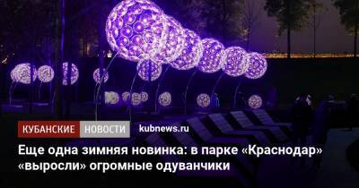 Еще одна зимняя новинка: в парке «Краснодар» «выросли» огромные одуванчики