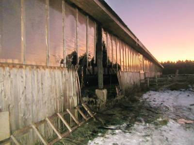 В Смоленской области доярки спасли из пожара около сотни телят