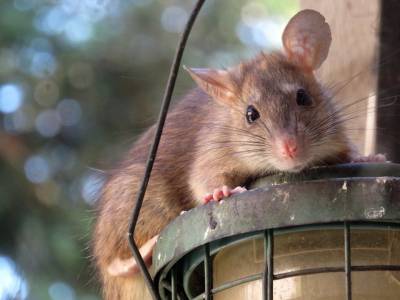 С 7 декабря в Великом Новгороде возобновились обследования на онкологию с помощью крыс