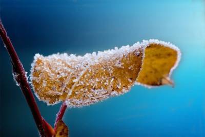 До -7 градусов опустится температура в Псковской области 8 декабря