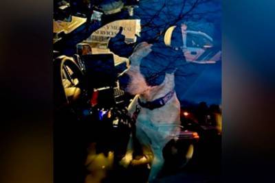 Собака привела полицейского к разбившему машину и потерявшемуся в лесу хозяину - lenta.ru - США - шт.Нью-Джерси - Манчестер