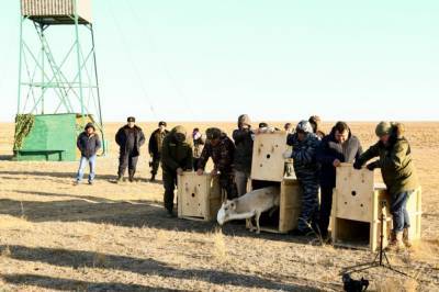 В Астраханской области в естественную среду обитания выпустили трёх сайгаков с GPS-передатчиками