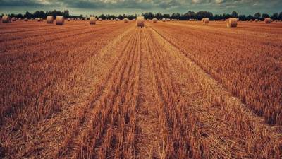 В РФ будет создана информационная система для увеличения прозрачности зернового рынка