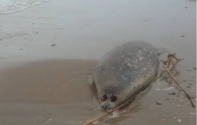 Причины массовой гибели тюленей в Дагестане установит прокуратура