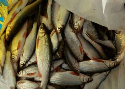 Сибирская рыба загрязнена микропластиком больше всех в мире