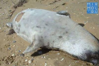 17 мертвых тюленей обнаружены на побережье Каспийского моря в Дагестане