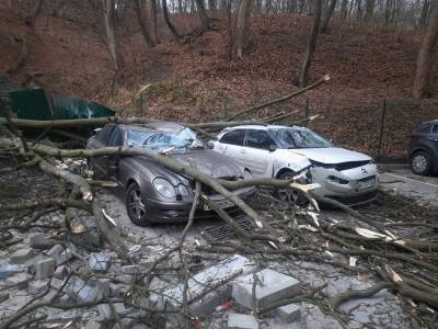 Поваленные деревья и разбитые машины: последствия урагана во Львове – фото