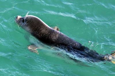 В Дагестане могут запретить рыбацкие сети-путанки из-за гибели тюленей