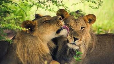 В зоопарке Барселоны львы переболели коронавирусом