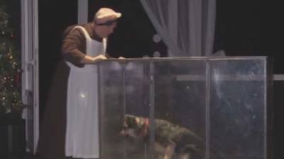 В драматическом театре "Мастеровые" проводят пробы собак на роль Шарика в "Собачьем сердце"