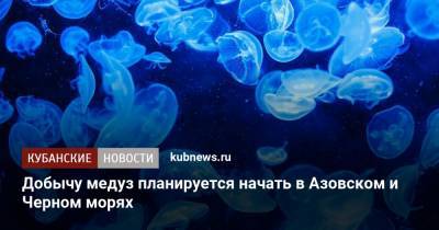 Добычу медуз планируется начать в Азовском и Черном морях