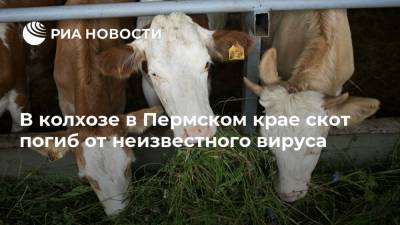 В колхозе в Пермском крае скот погиб от неизвестного вируса