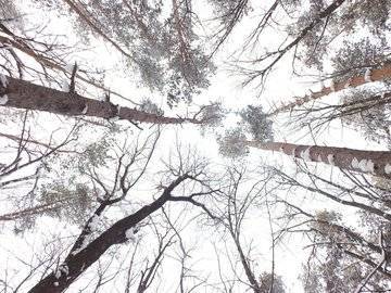 Жителя Башкирии наказали за незаконную рубку деревьев