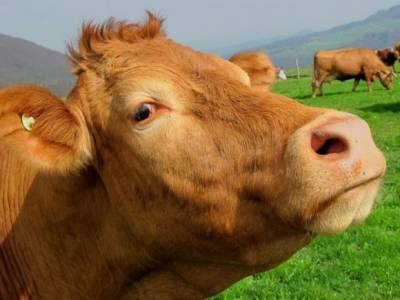 В Прикамье от неизвестного вируса умерли десятки коров