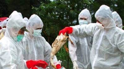 Новая вспышка птичьего гриппа зафиксирована на юге Украины