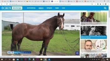 Лошадь Тельза вологодского конного завода стал лучшей на национальной выставке