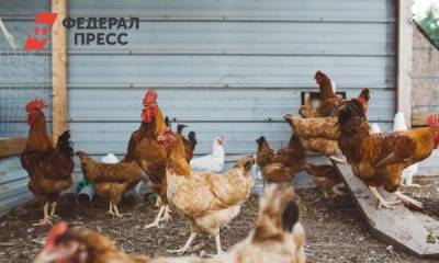 На Украине зафиксировали вспышку птичьего гриппа
