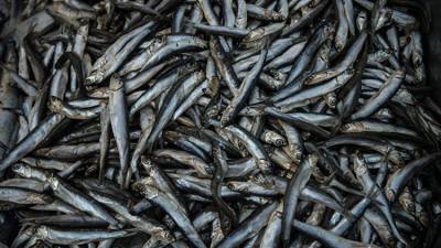 Медузы против хамсы: в Азовском море стало меньше рыбы