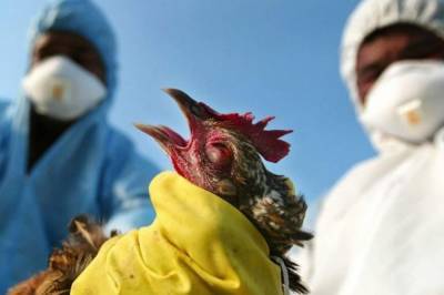 На юге Украины произошла вспышка высокопатогенного птичьего гриппа