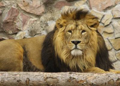 Львы в зоопарке Барселоны перенесли коронавирус