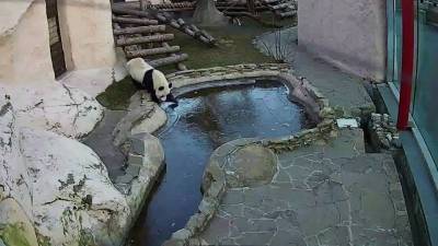 Панда в Московском зоопарке испугалась первого льда.